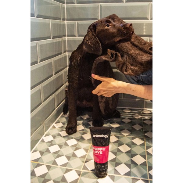 Sampon cu Balsam pentru Catei, Animology Puppy Love, 250ml