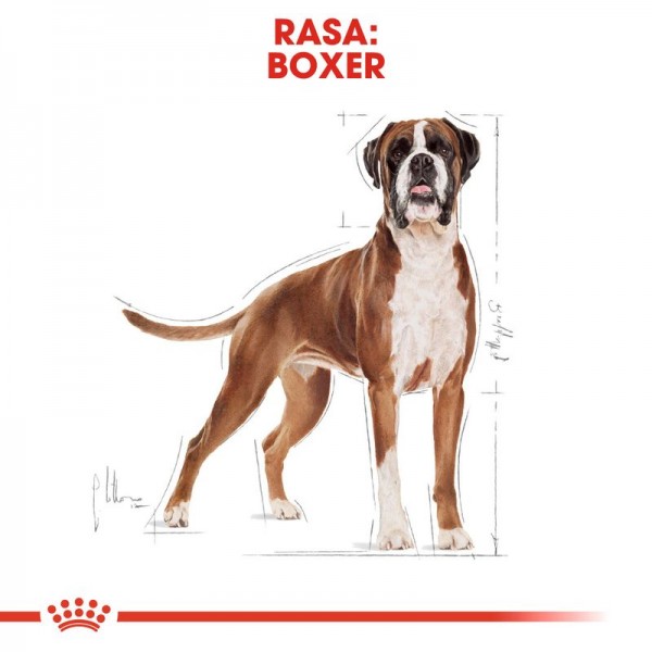 Hrana uscata pentru caini Royal Canin Boxer Adult, 12Kg